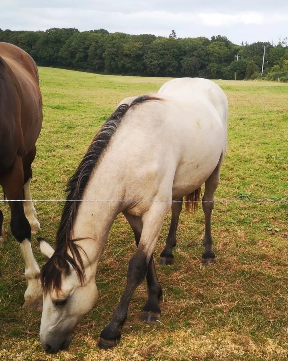 Waterloo dun at stud - Image 2