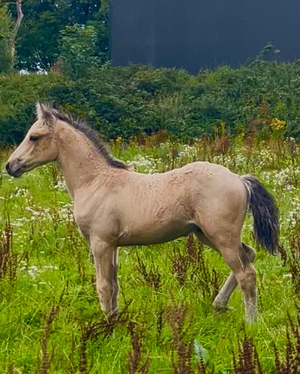 Waterloo dun at stud - Image 3