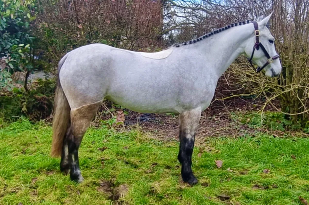 Waterloo dun at stud - Image 4