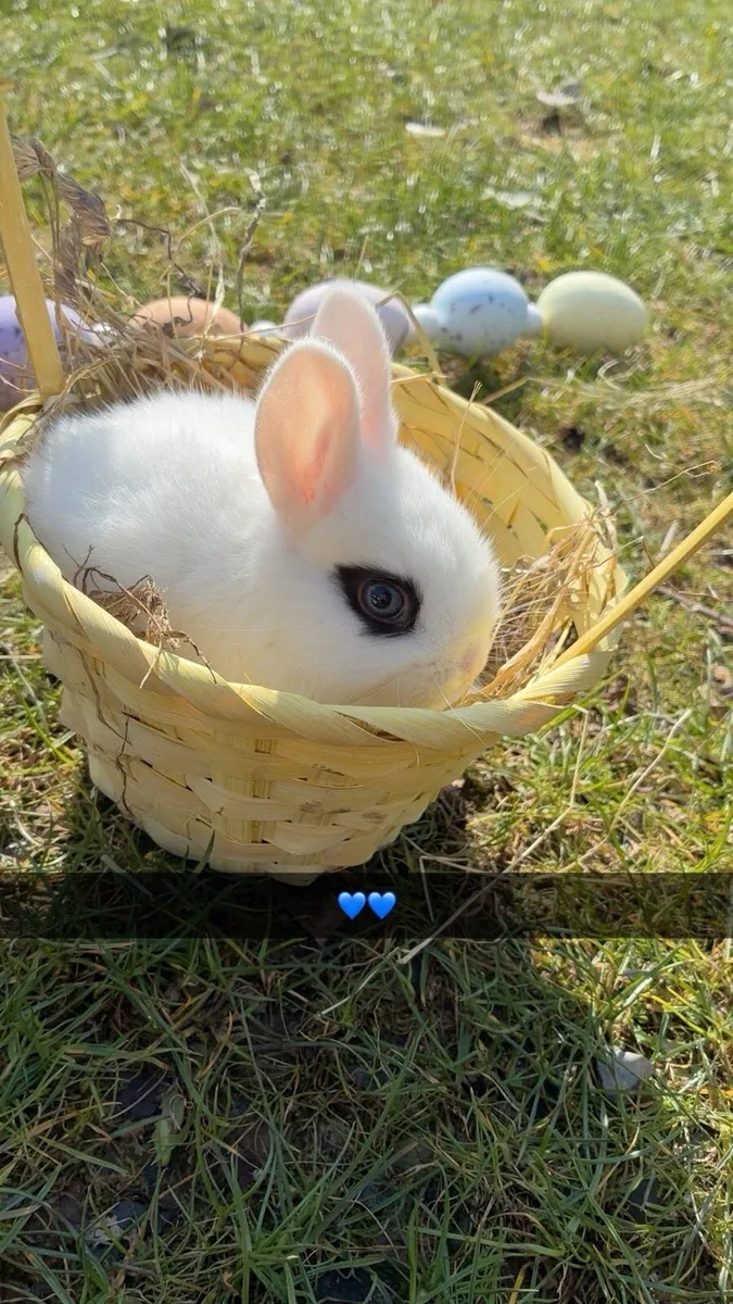 Baby Bunnies - Image 4