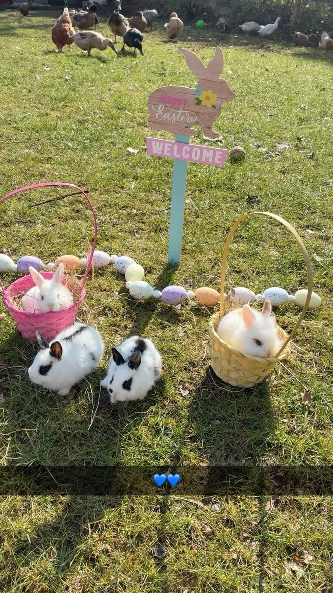 Baby Bunnies - Image 1