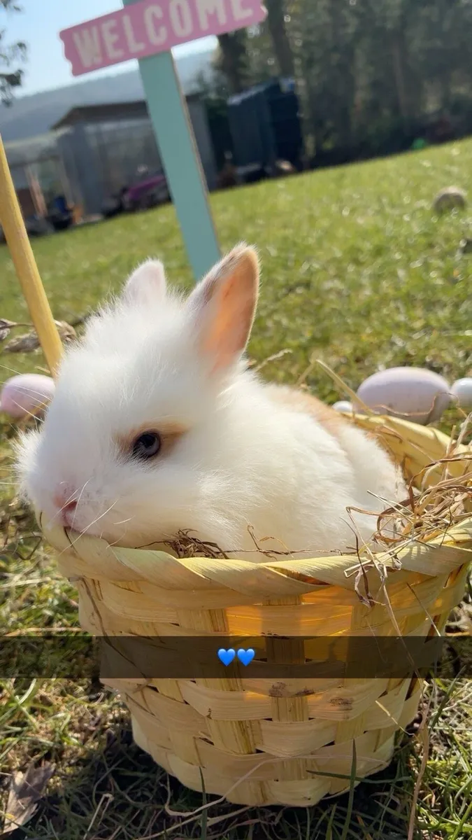 Baby Bunnies - Image 3