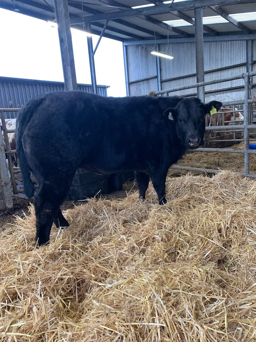 Weanling heifer - Image 1