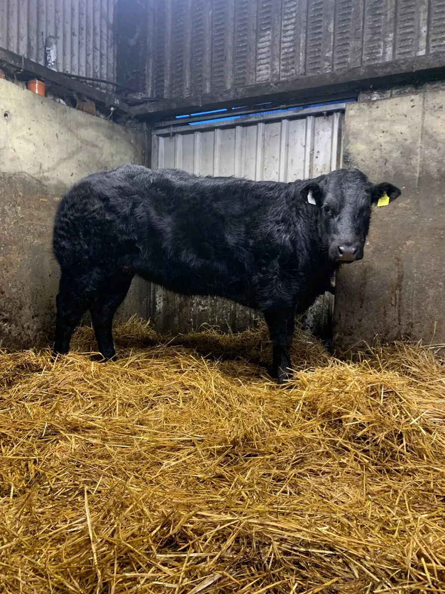Weanling heifer - Image 3