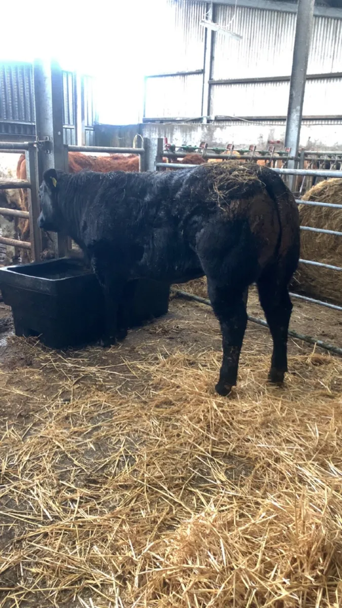 Weanling heifer - Image 2