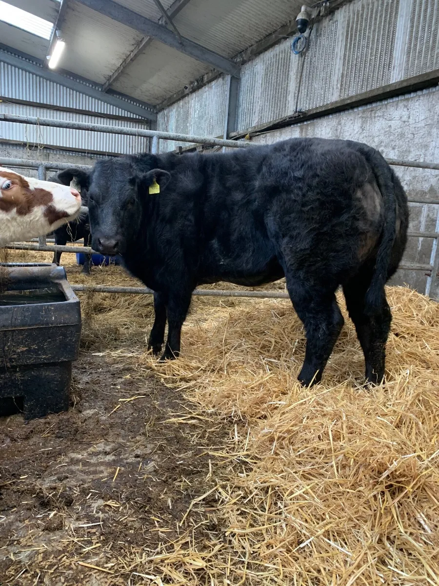 Weanling heifer - Image 4
