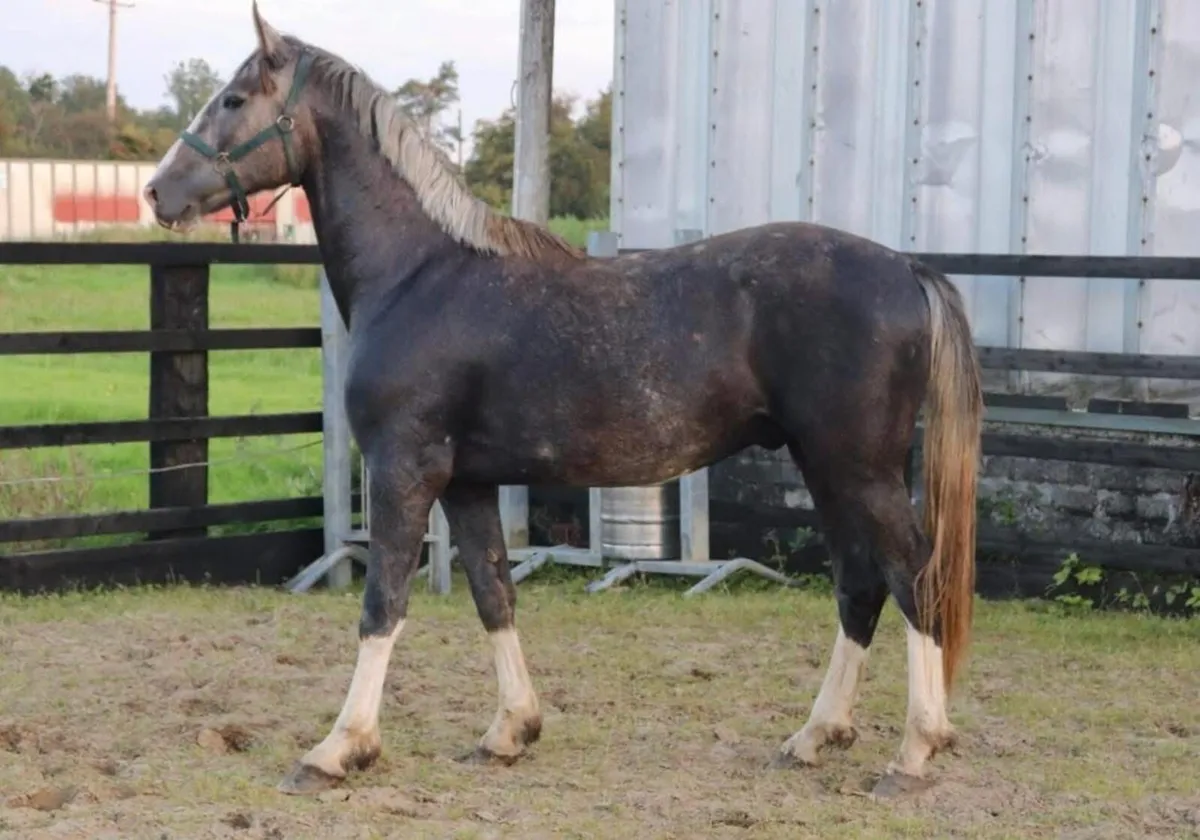 3yr Old ID Gelding