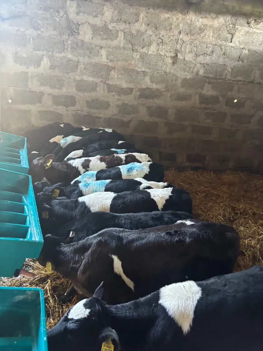 15 BF Friesian Bull Calves - Image 2