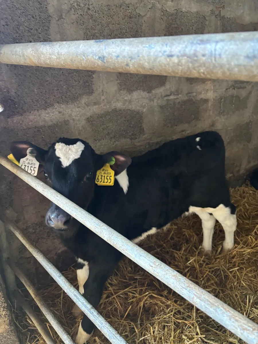 15 BF Friesian Bull Calves - Image 3