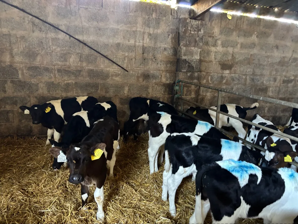 15 BF Friesian Bull Calves - Image 4