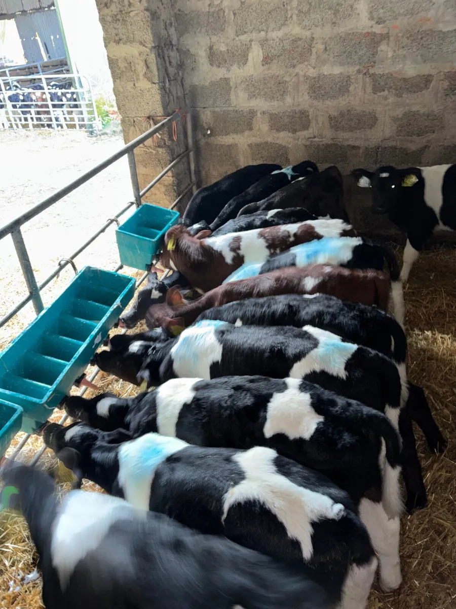 15 BF Friesian Bull Calves - Image 1