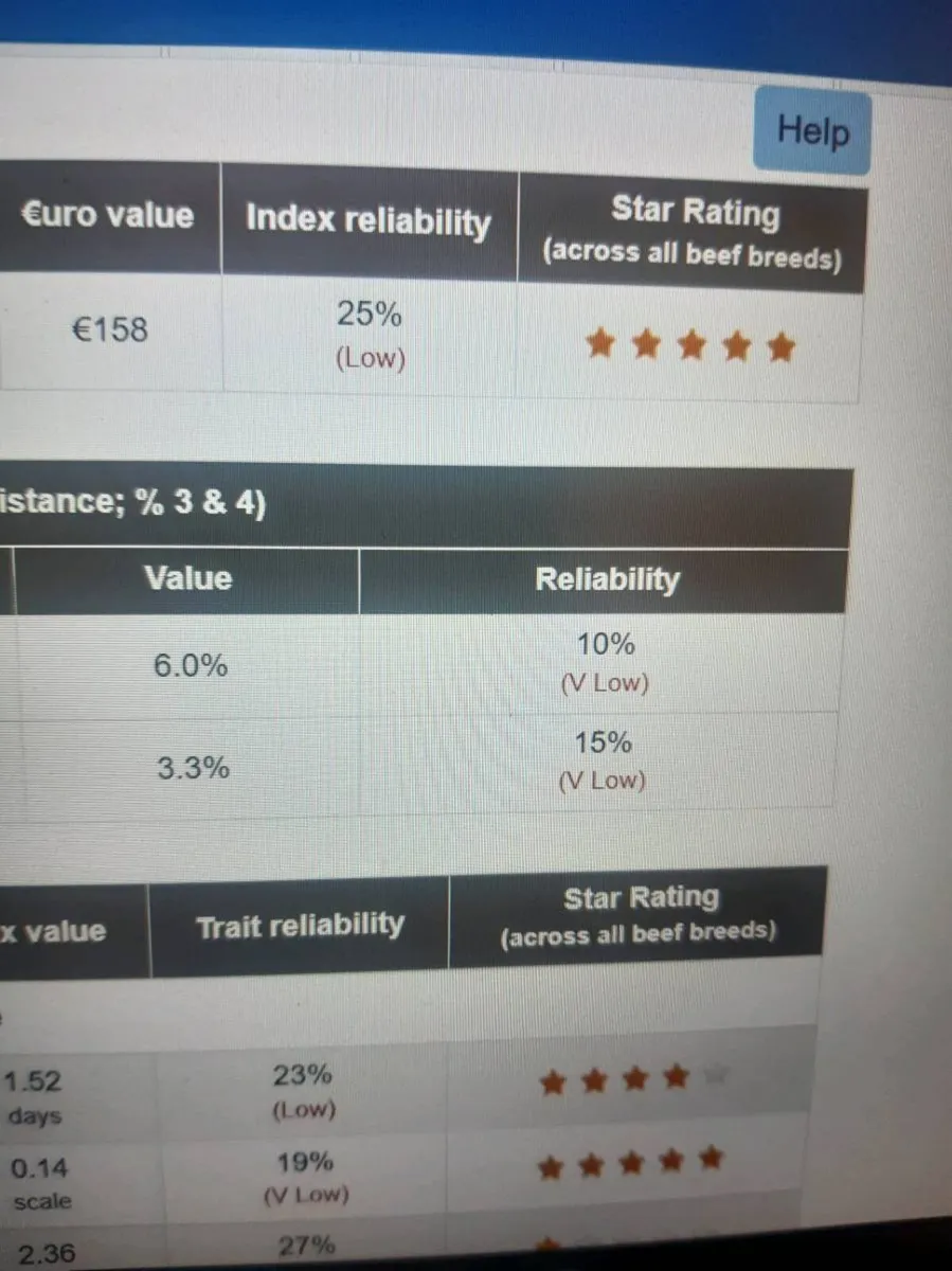 Breeding heifers - Image 3