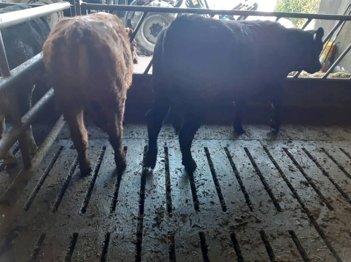 Breeding heifers - Image 4