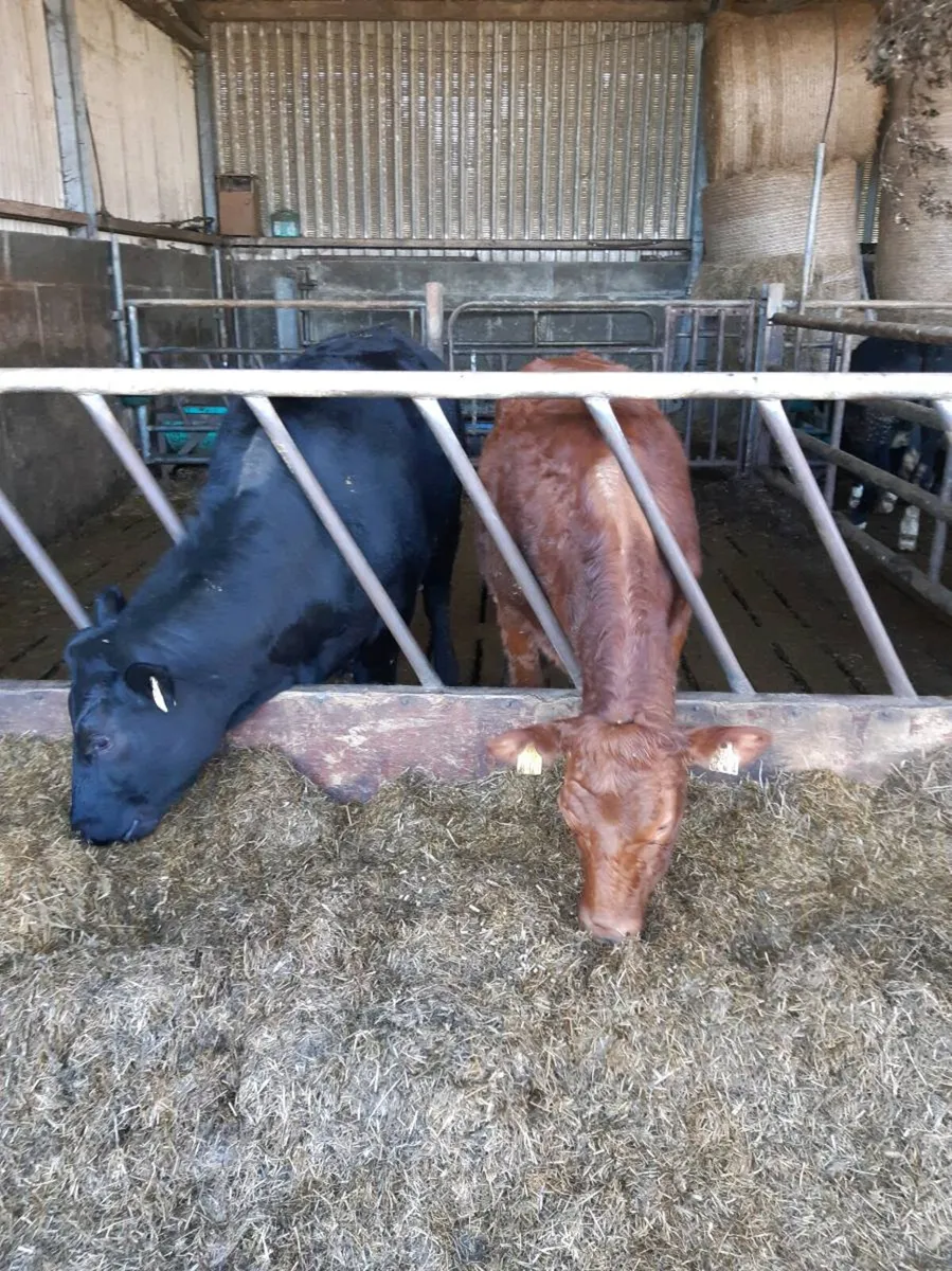 Breeding heifers - Image 1