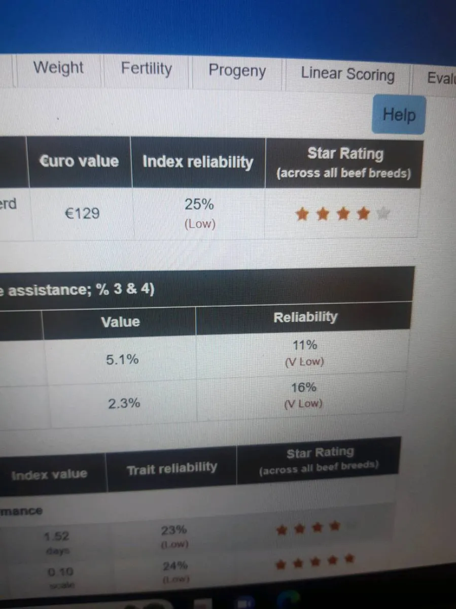 Breeding heifers - Image 2