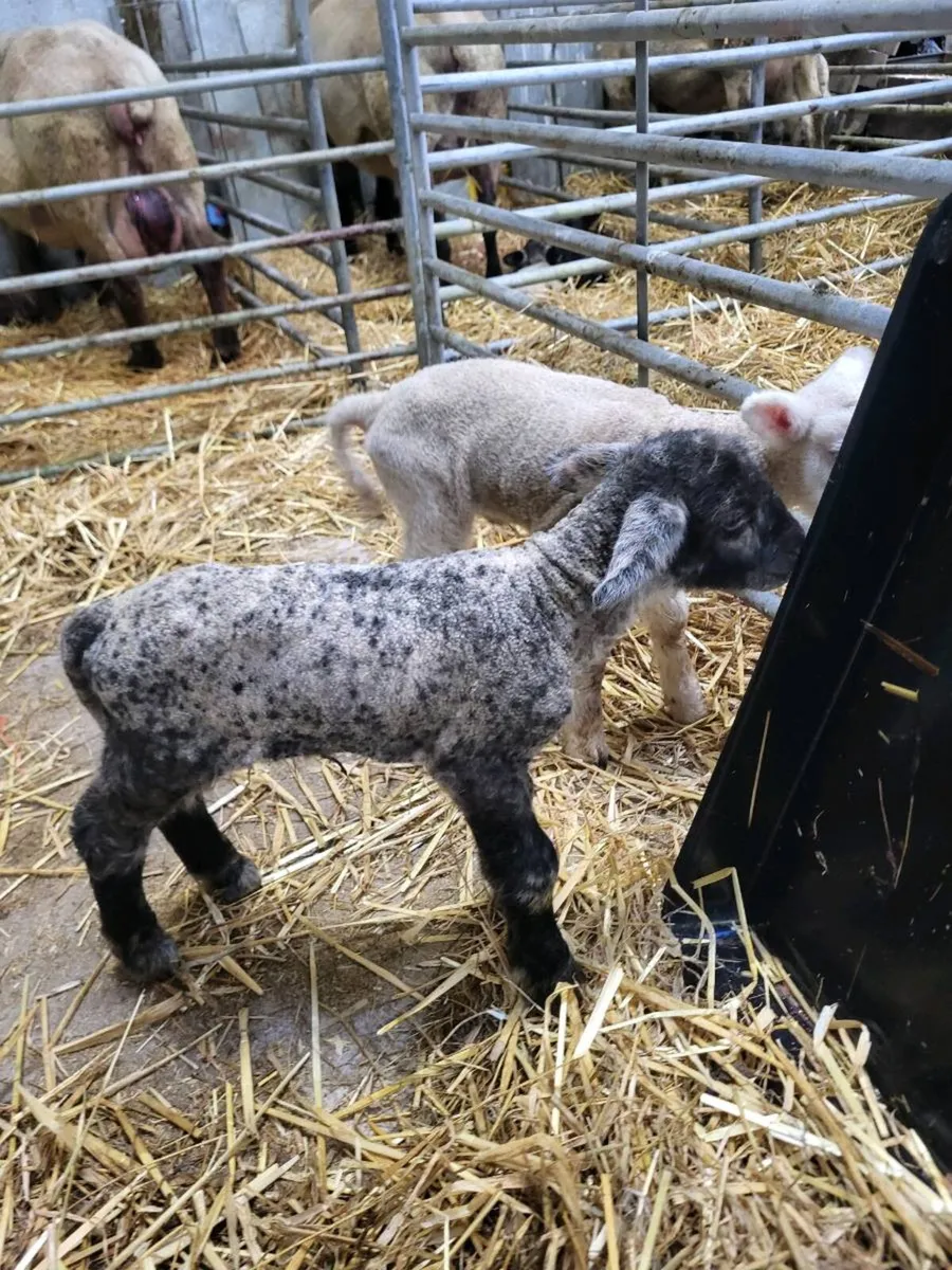 Pet Lambs - Image 1