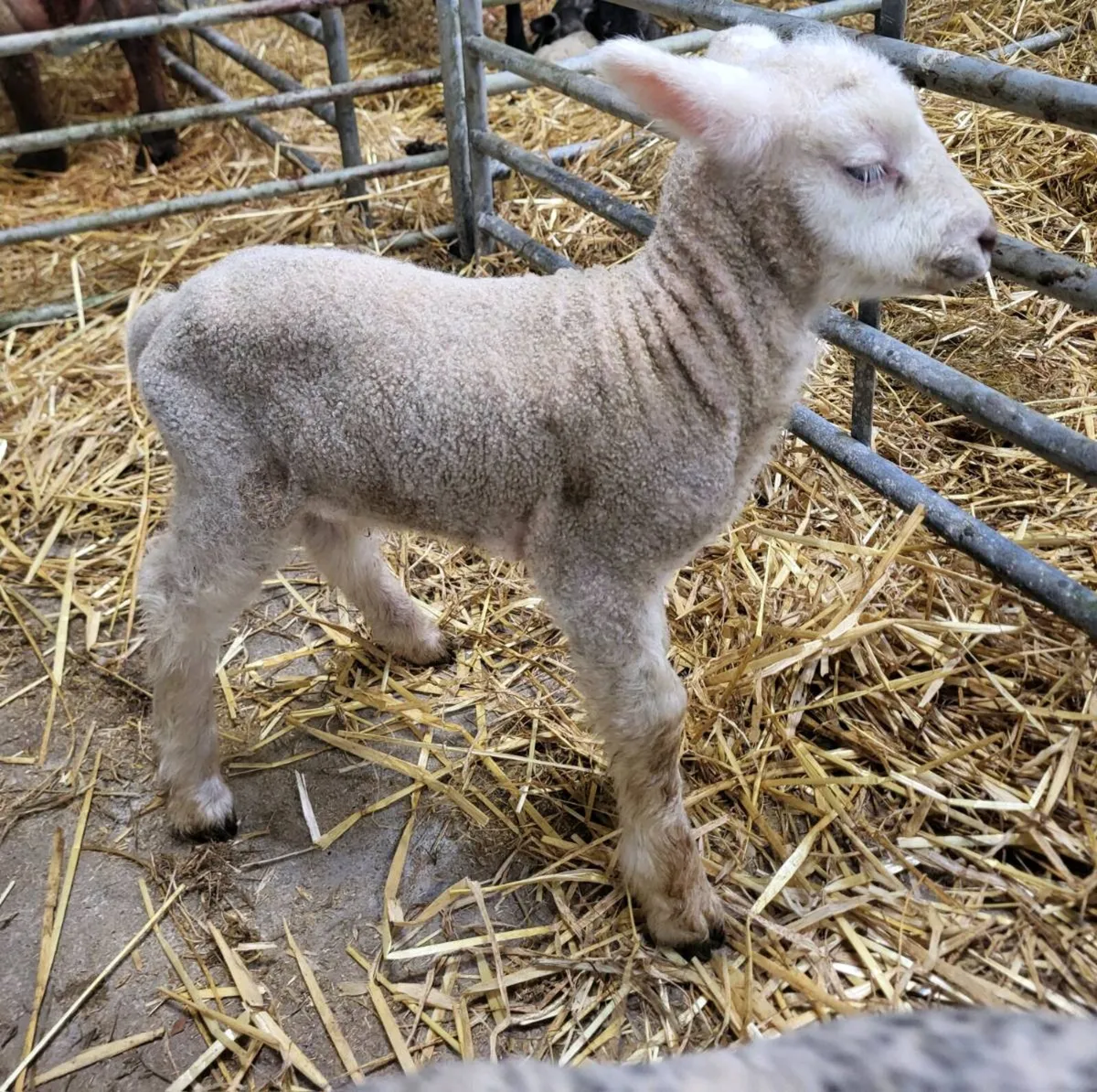 Pet Lambs - Image 2