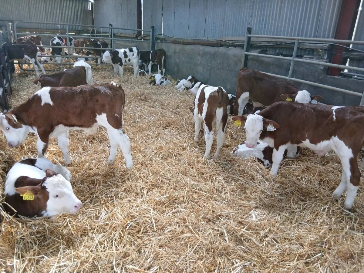 Montbeliarde Bull Calves - Image 4