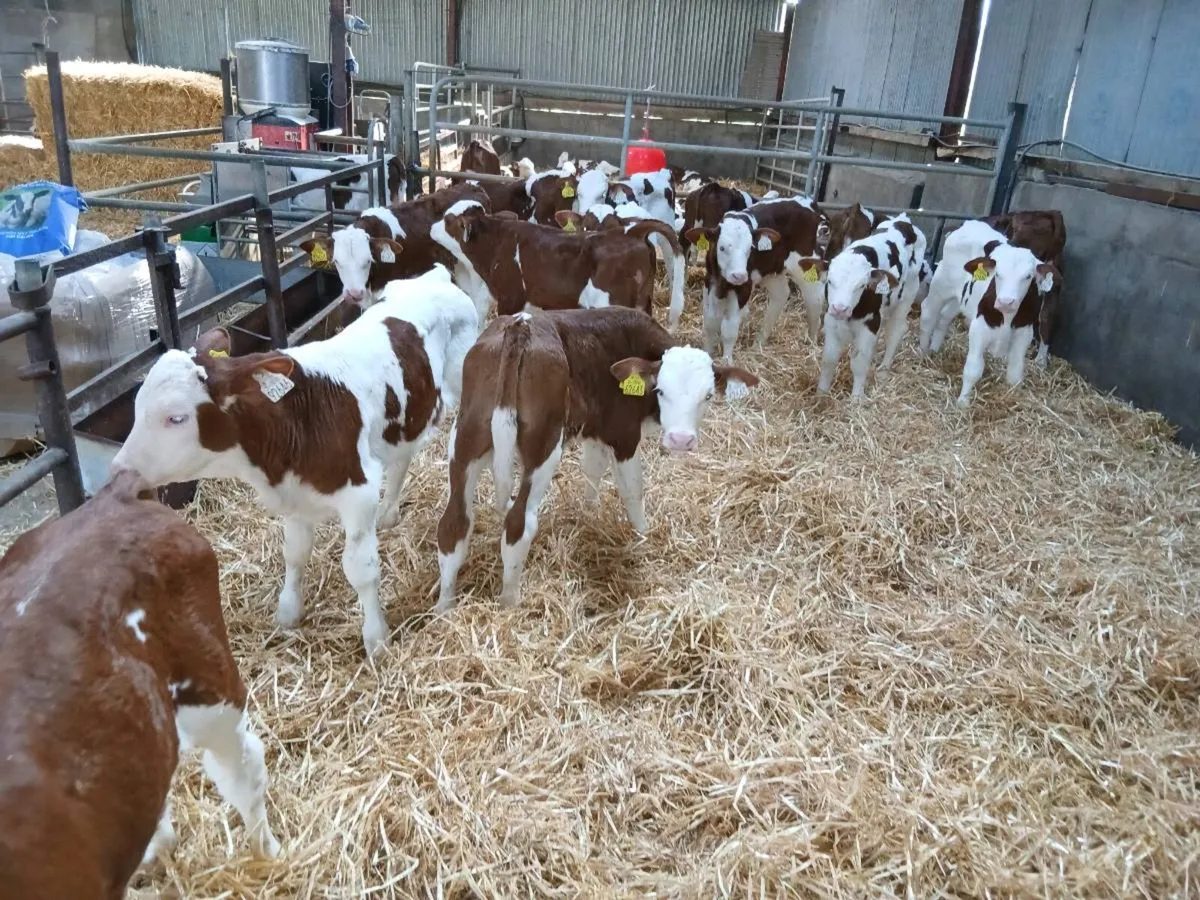 Montbeliarde Bull Calves - Image 1