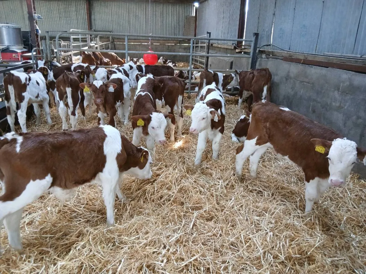 Montbeliarde Bull Calves - Image 2