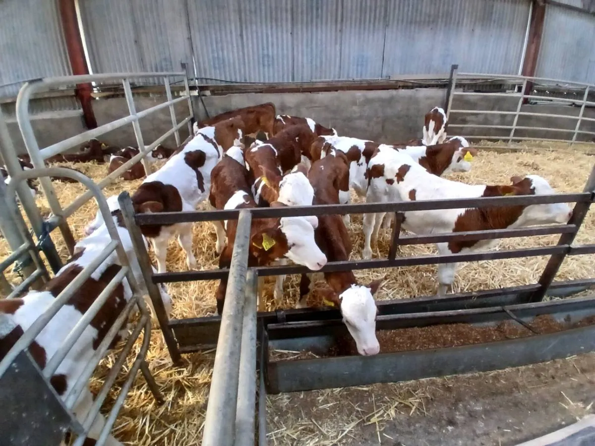 Montbeliarde Bull Calves - Image 3