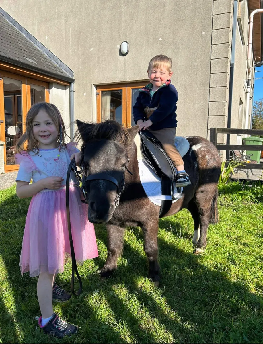 Pony for sale - Image 1