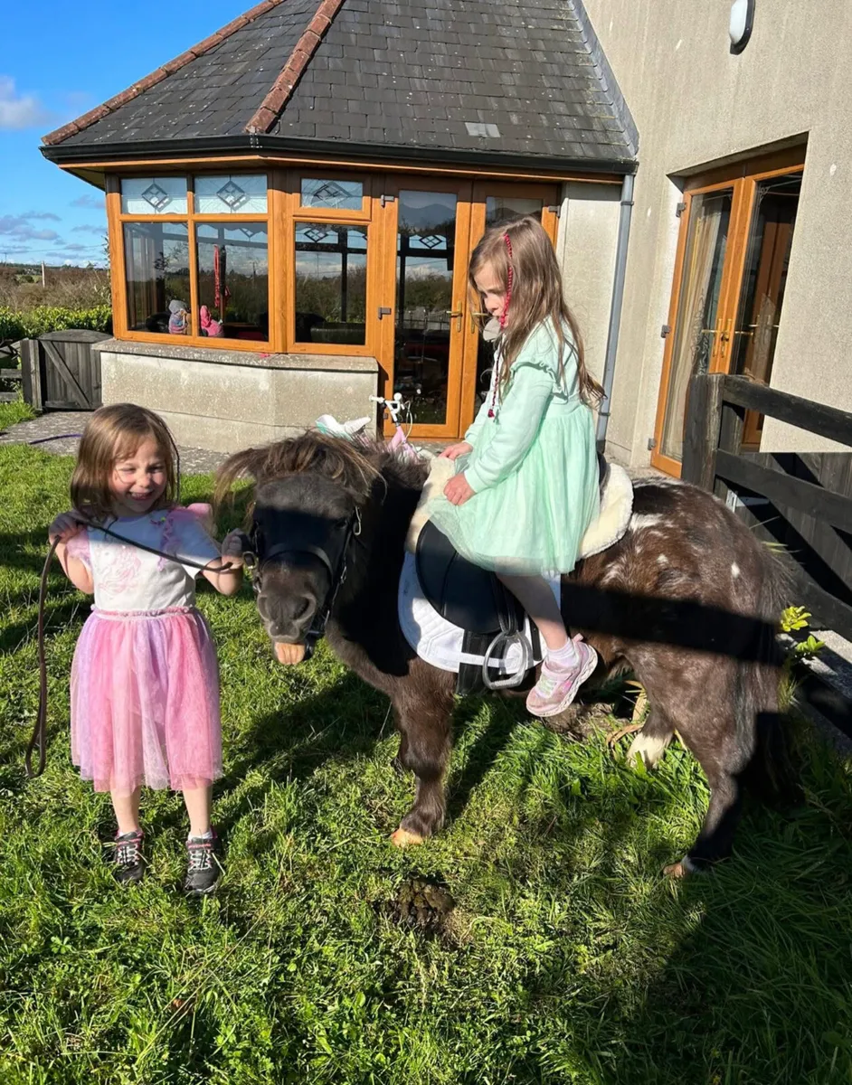 Pony for sale - Image 2