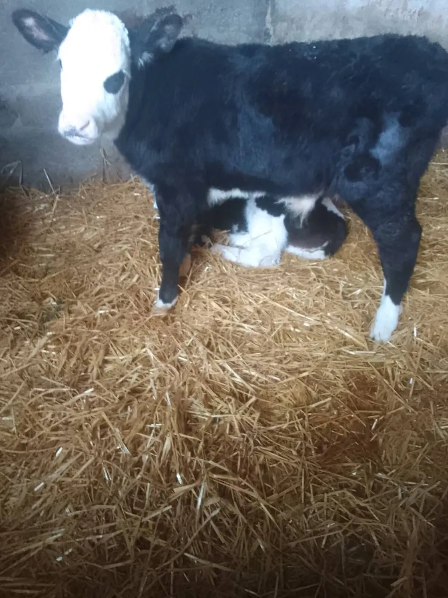 Calf - Image 2