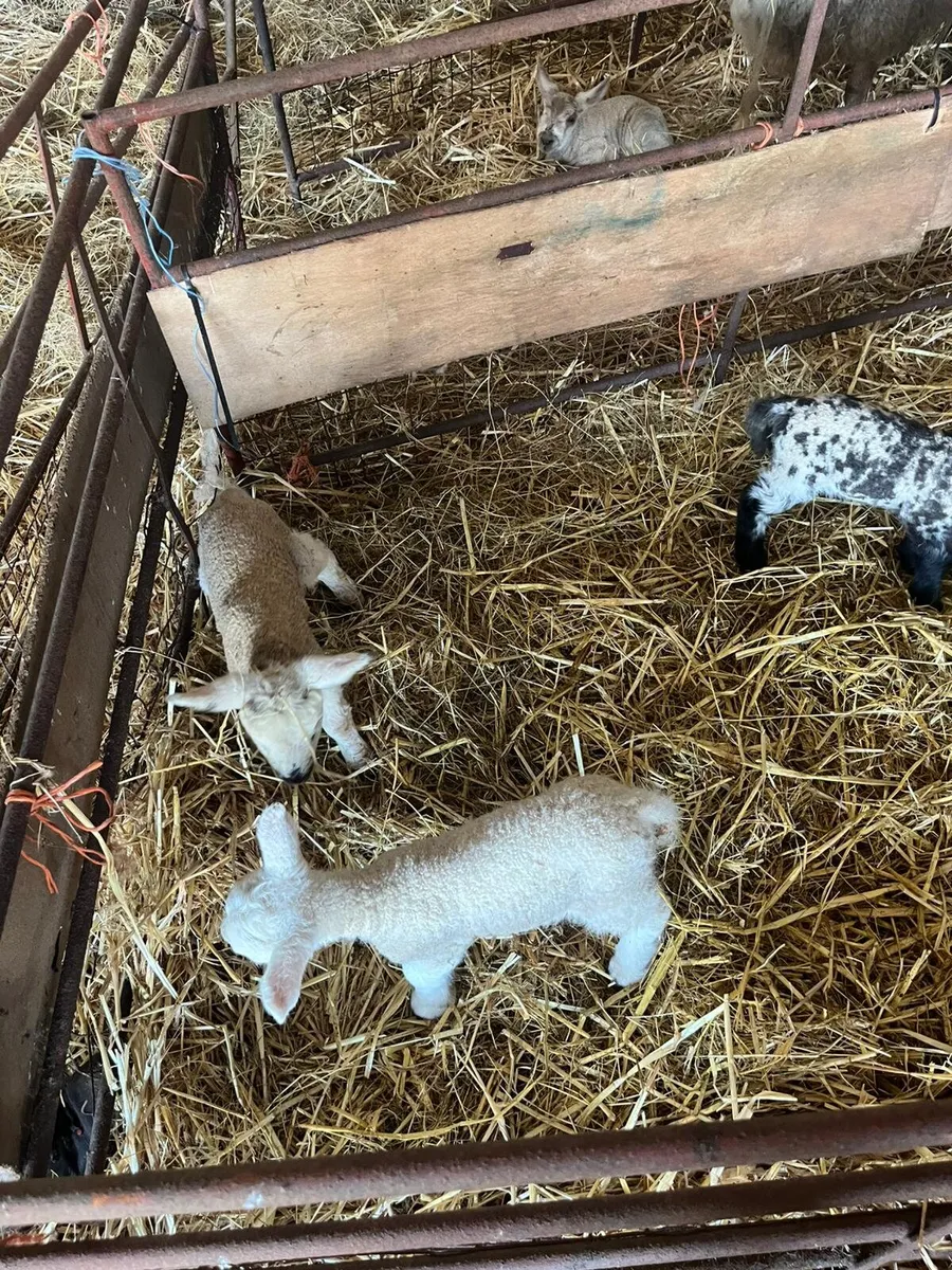 Pet lambs - Image 2
