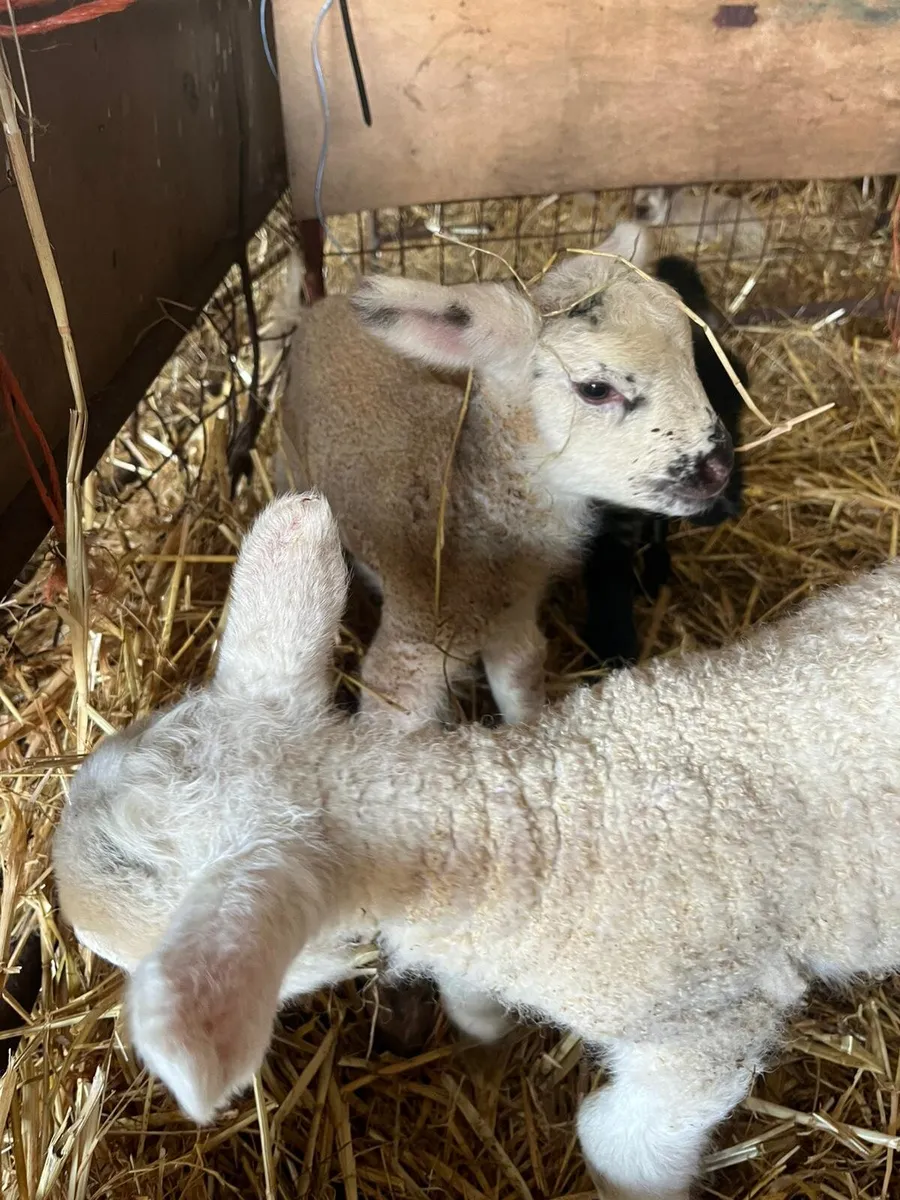 Pet lambs - Image 4