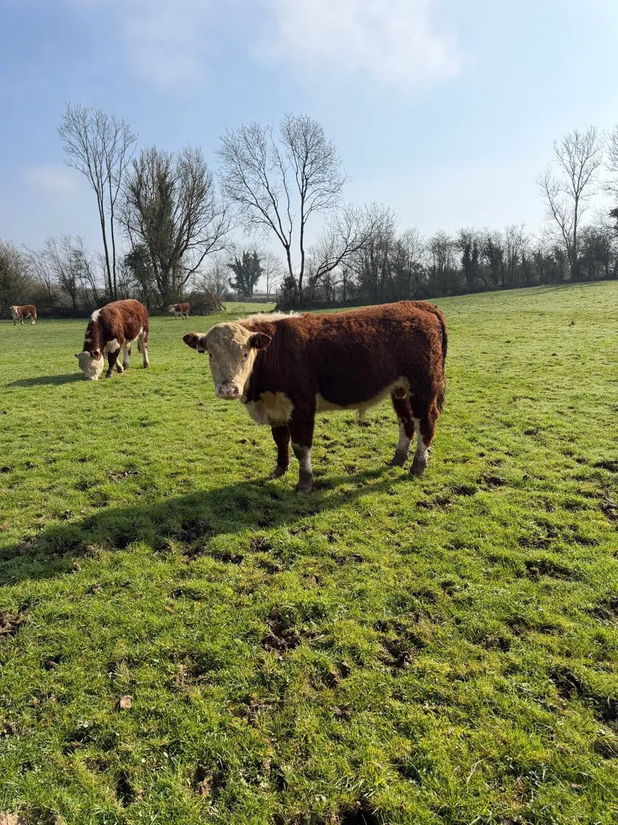 Pedigree Hereford Bulls - Image 3