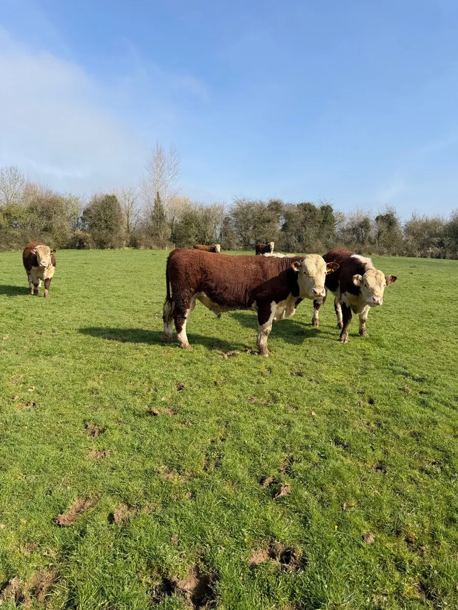 Pedigree Hereford Bulls - Image 4