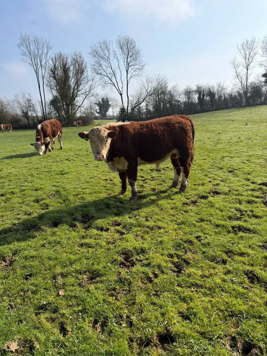 Pedigree Hereford Bulls - Image 2