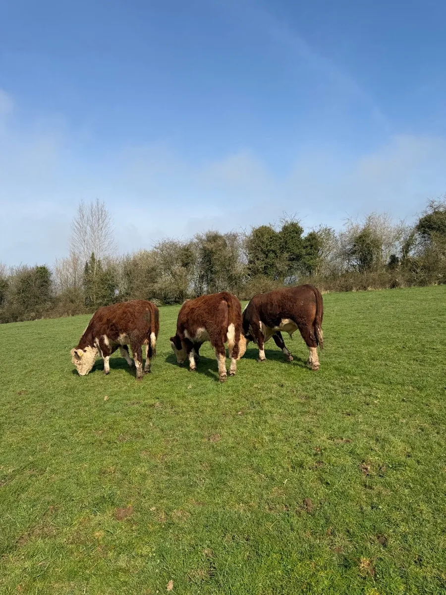 Pedigree Hereford Bulls - Image 1