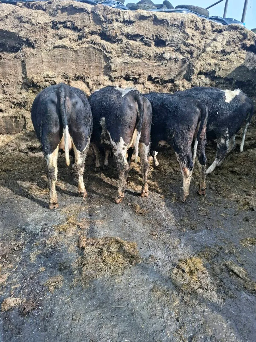 5 british fresian heifers - Image 1