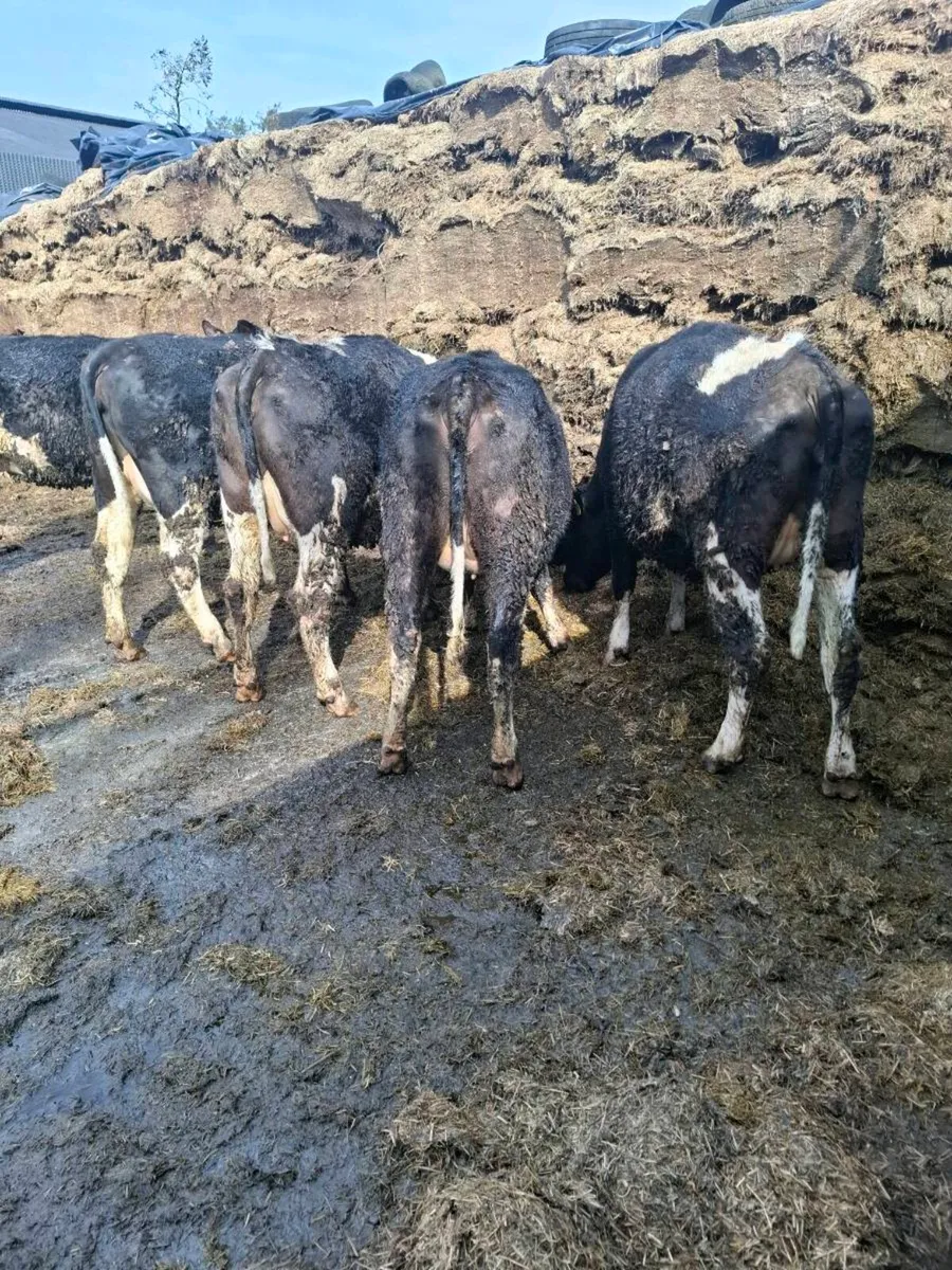 5 british fresian heifers - Image 3