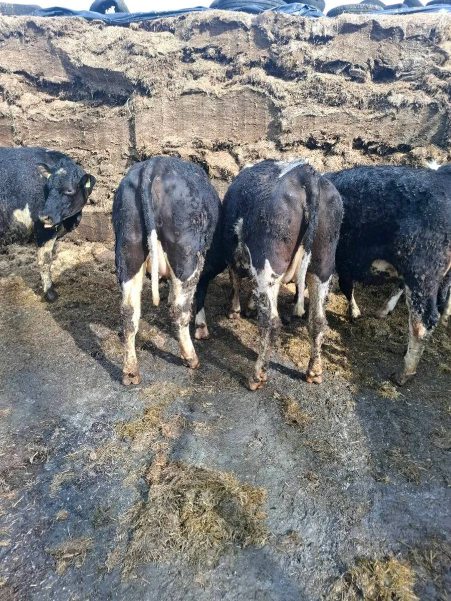 5 british fresian heifers - Image 4