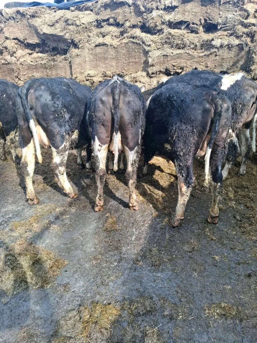 5 british fresian heifers - Image 2