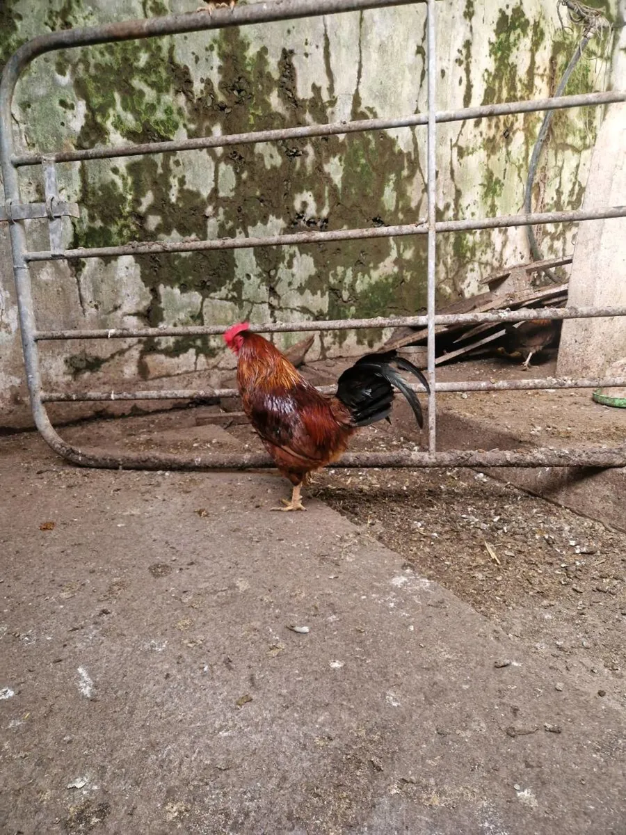 Roosters - Image 1