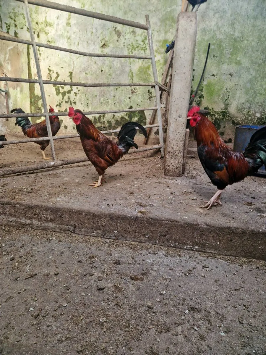 Roosters - Image 2