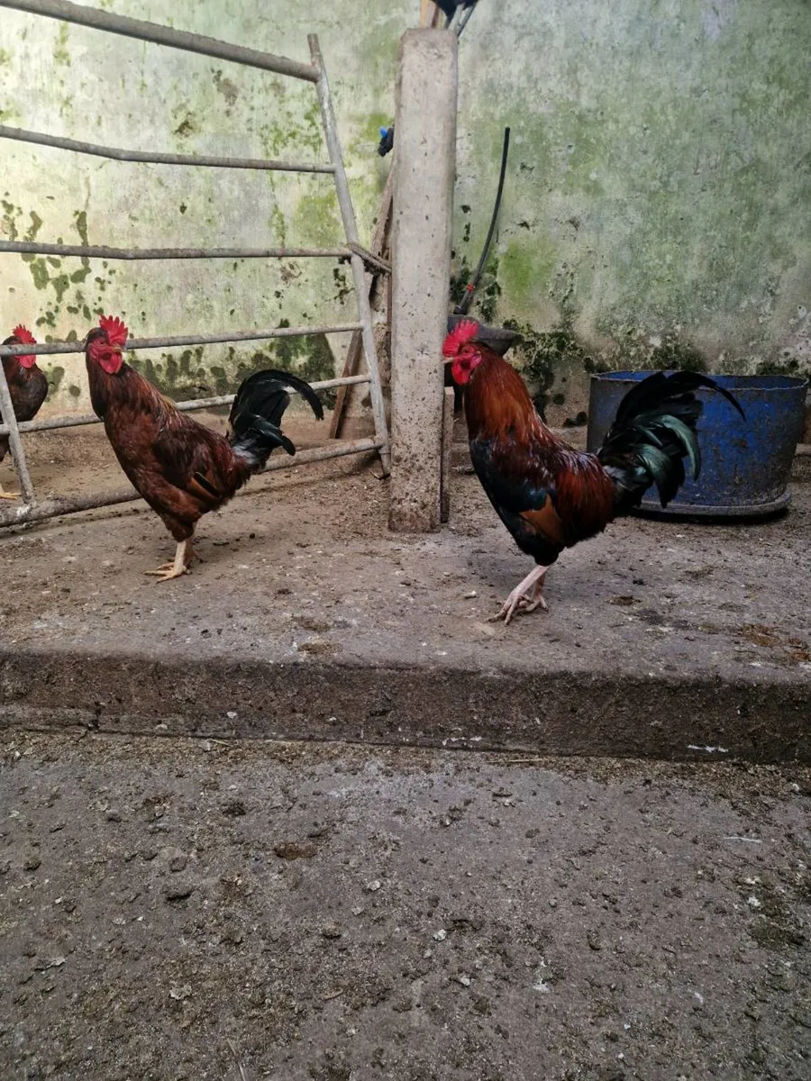 Roosters - Image 3