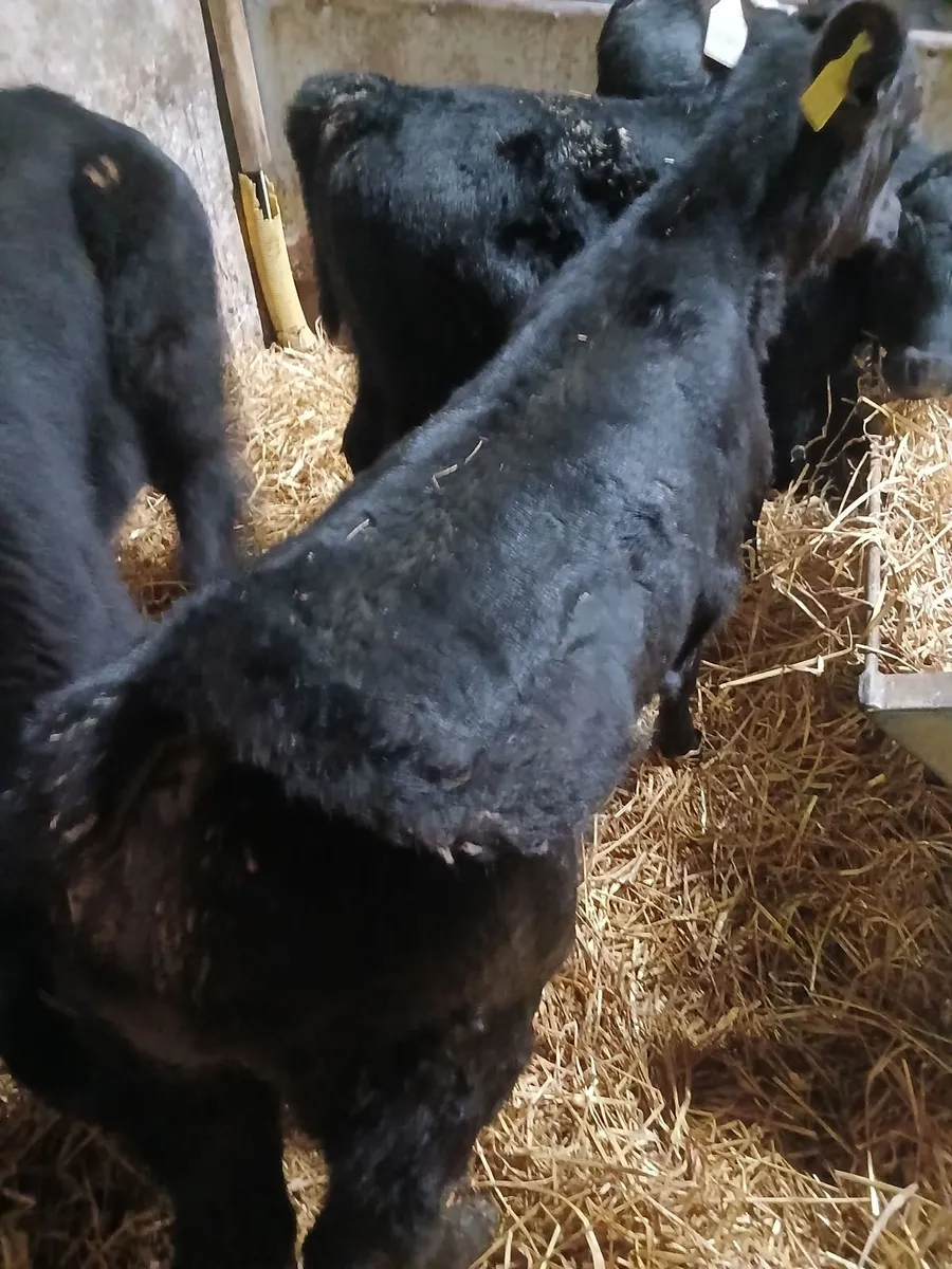 Calves - Image 4