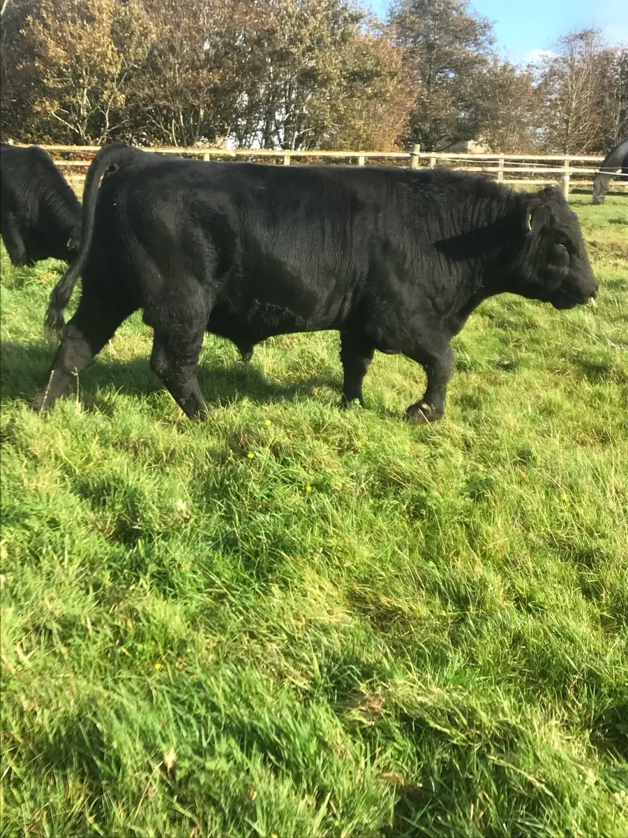 Slaney Herd has Pedigree Aberdeen Angus Bulls - Image 1