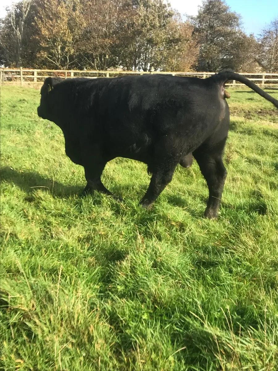 Slaney Herd has Pedigree Aberdeen Angus Bulls - Image 2
