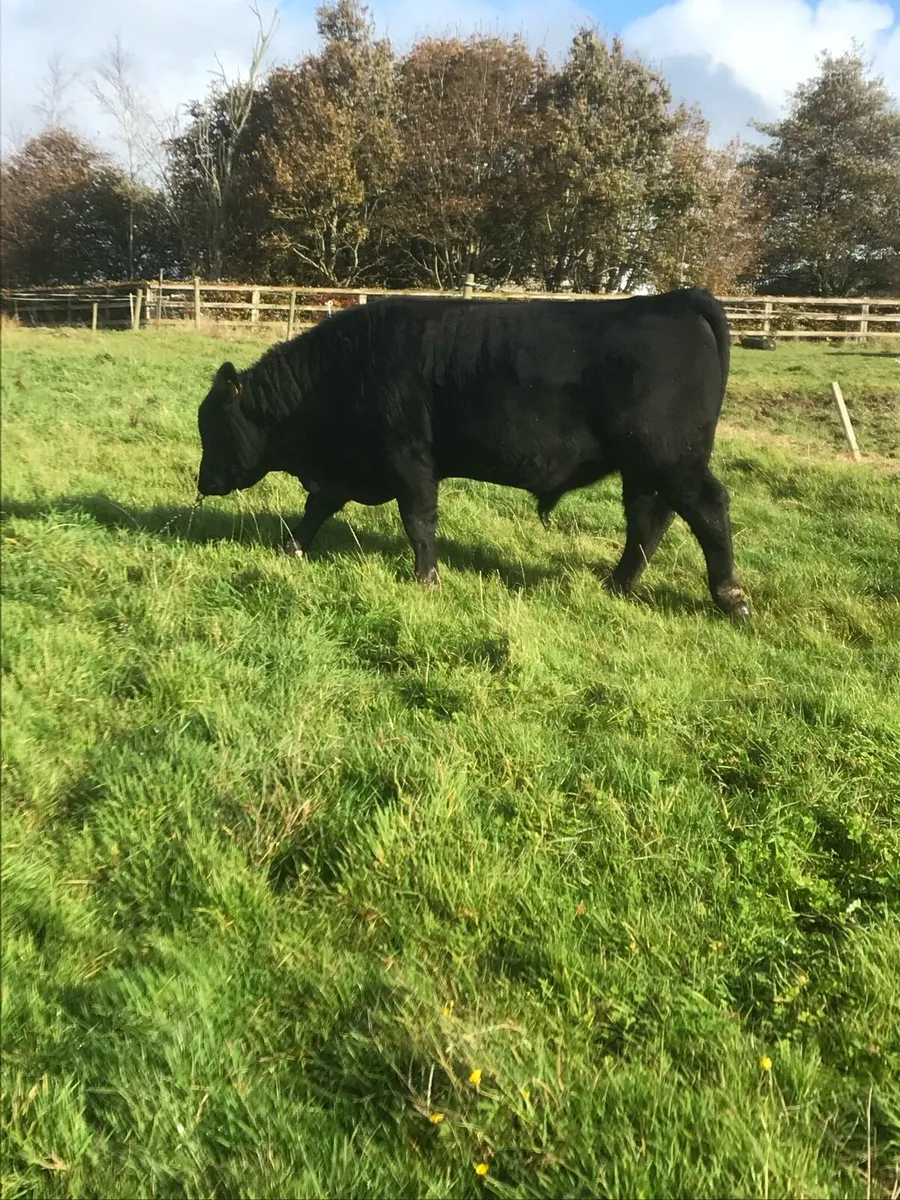 Slaney Herd has Pedigree Aberdeen Angus Bulls - Image 3