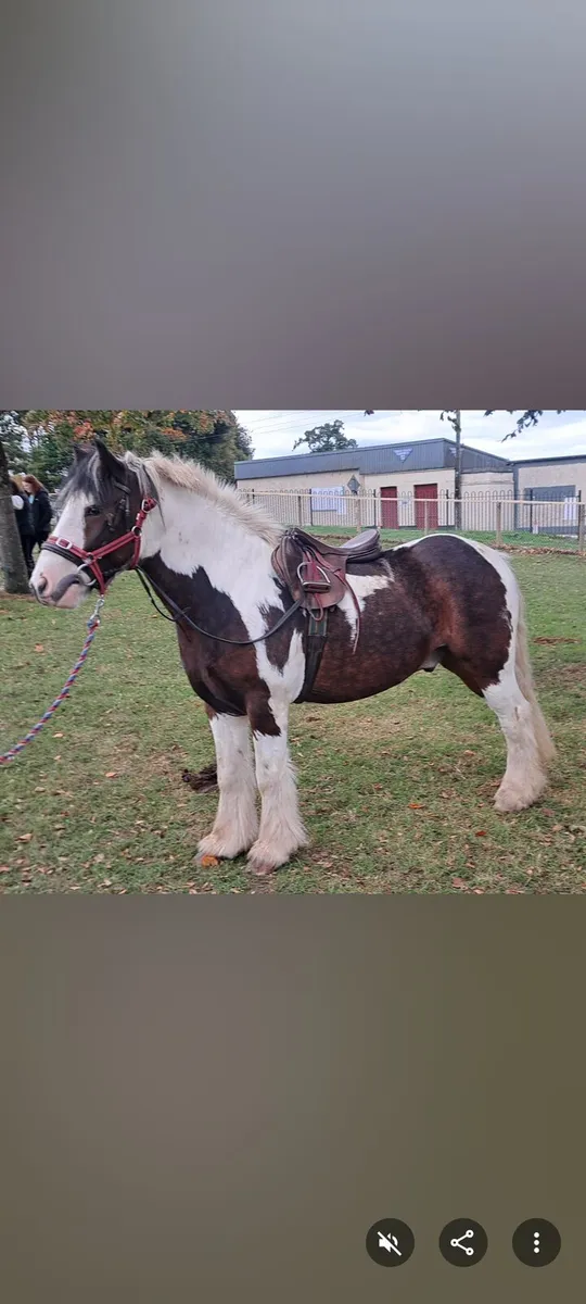 Riding Cob - Image 1