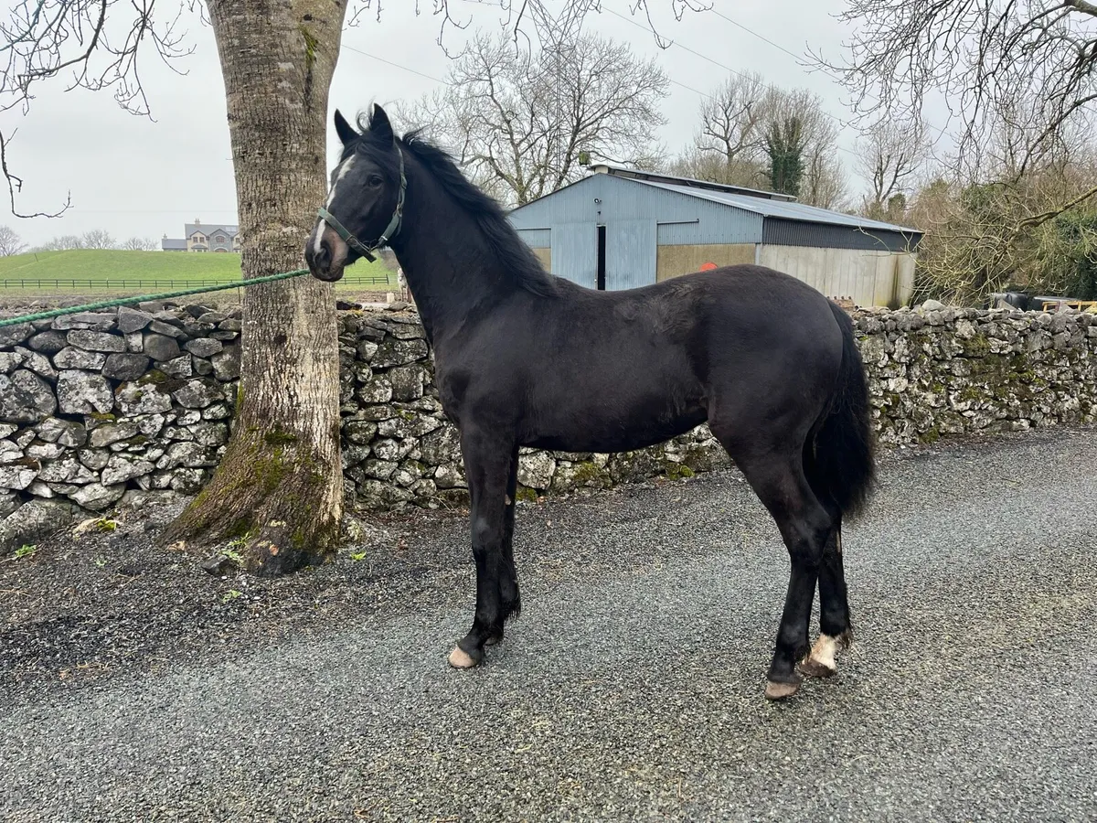 Black Yearling Filly - Image 1