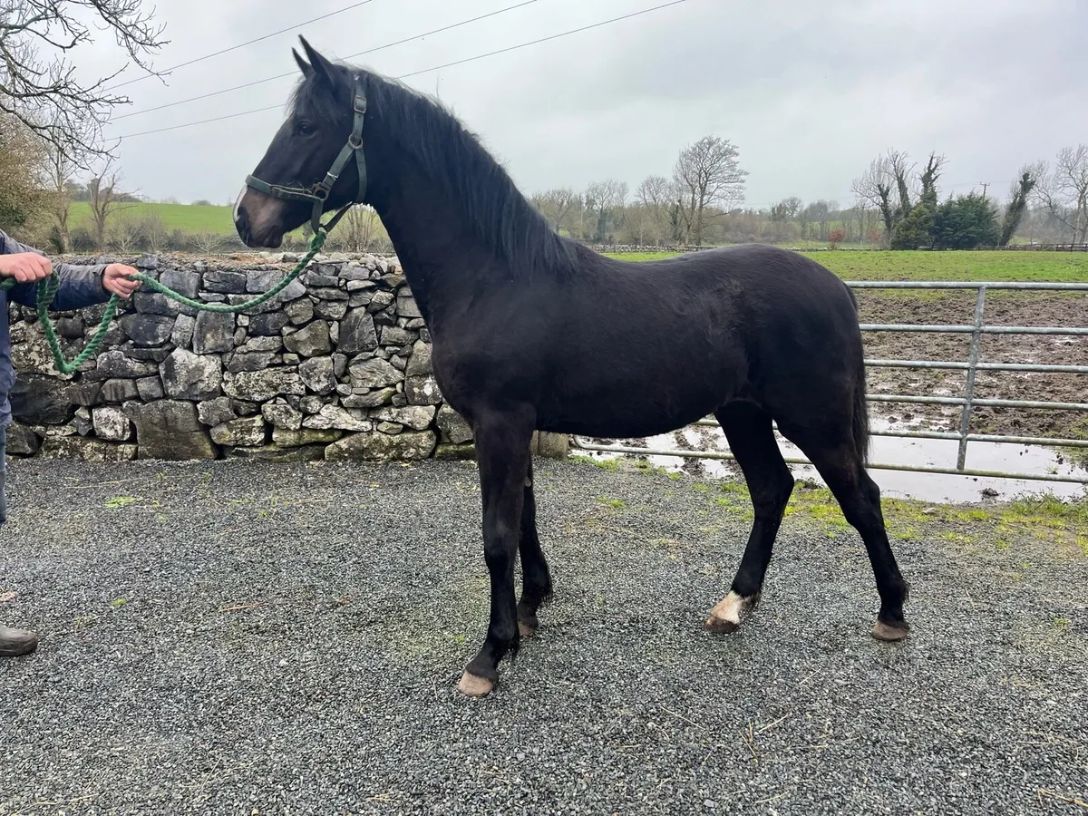 Black Yearling Filly - Image 2