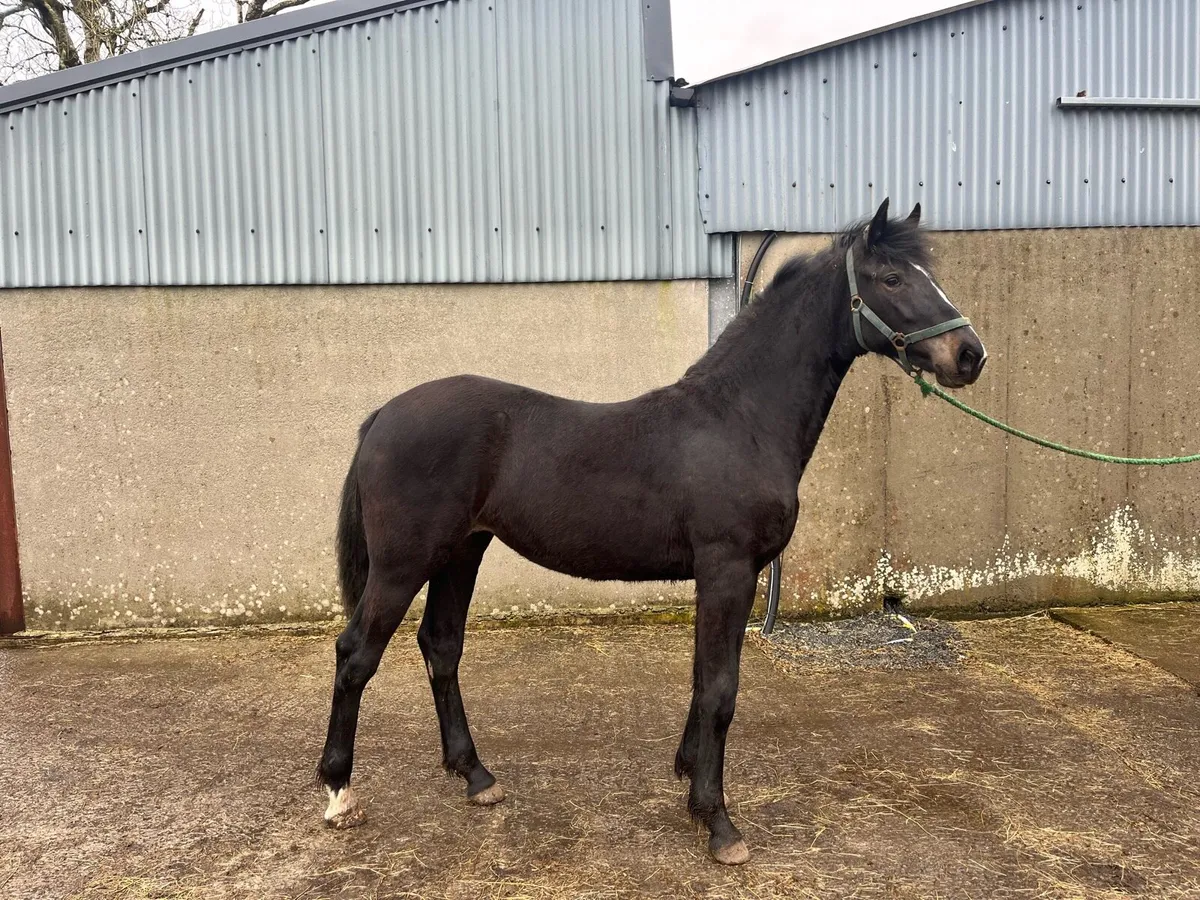 Black Yearling Filly - Image 3