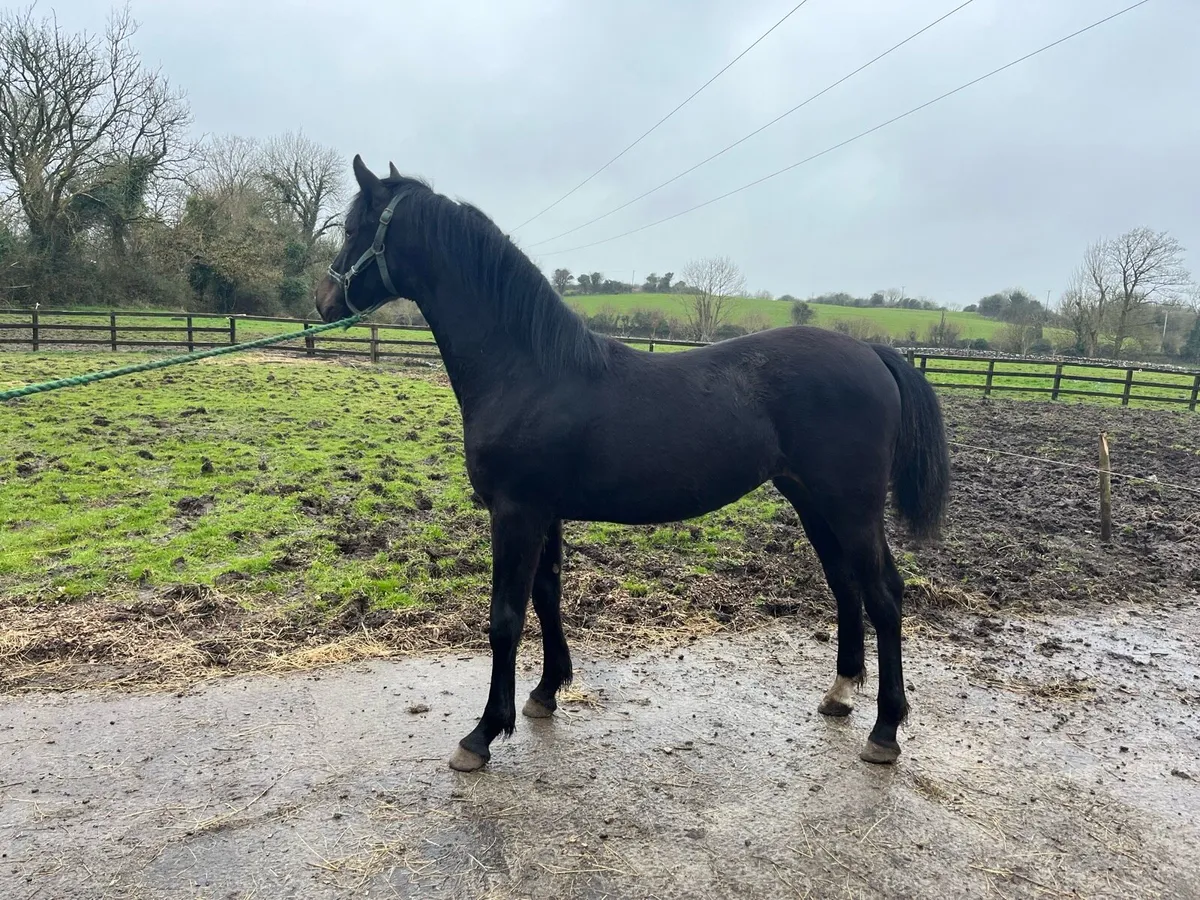 Black Yearling Filly - Image 4